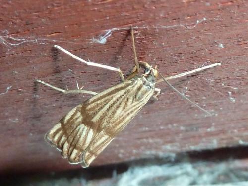 Réf. 183 753 : Chrysocrambus linetella